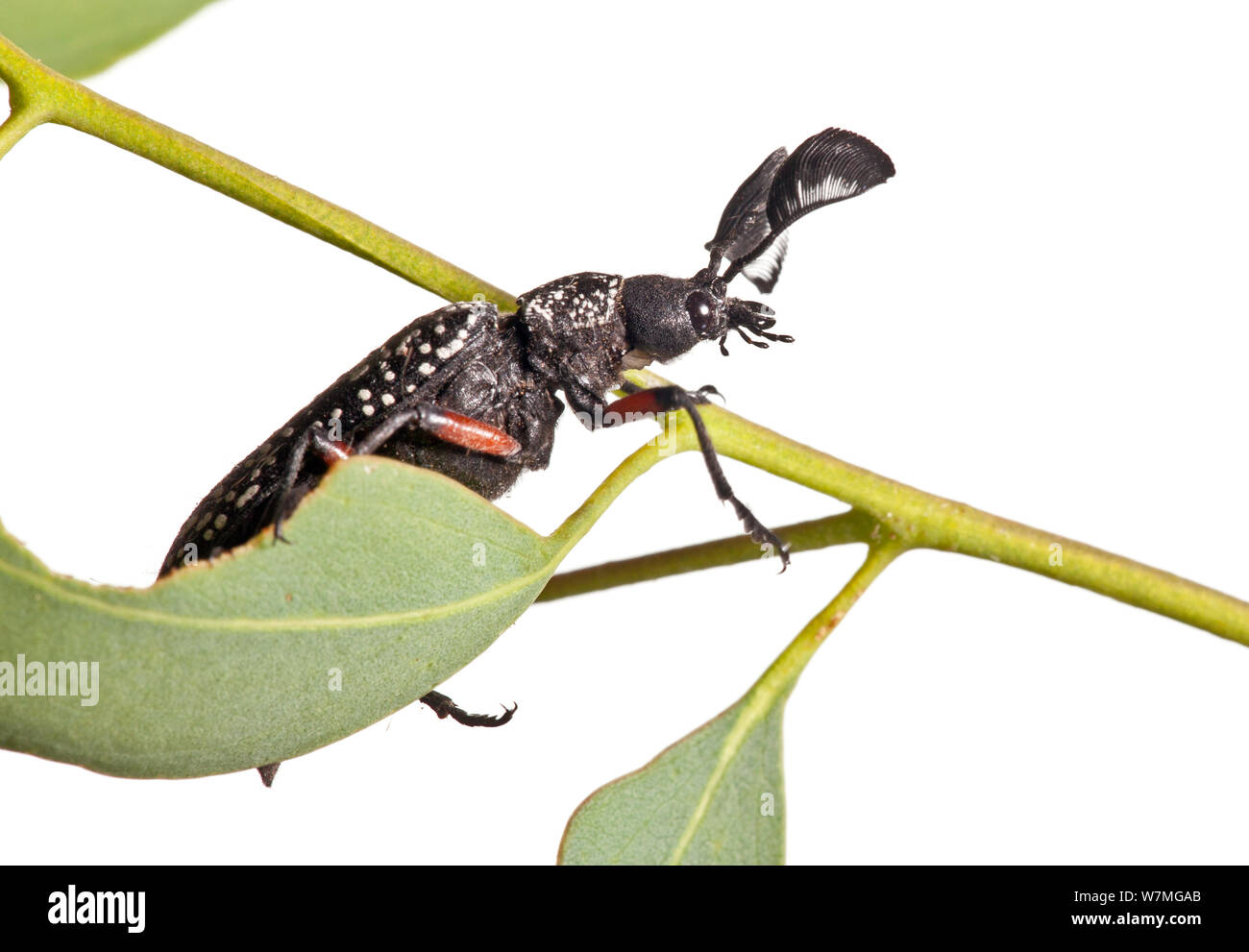 Feather longicorne asiatique (Rhipicera femorata) gamme noir, près de Stawell, dans l'ouest de Victoria, Australie. Février. meetyourneighbors.net project Banque D'Images
