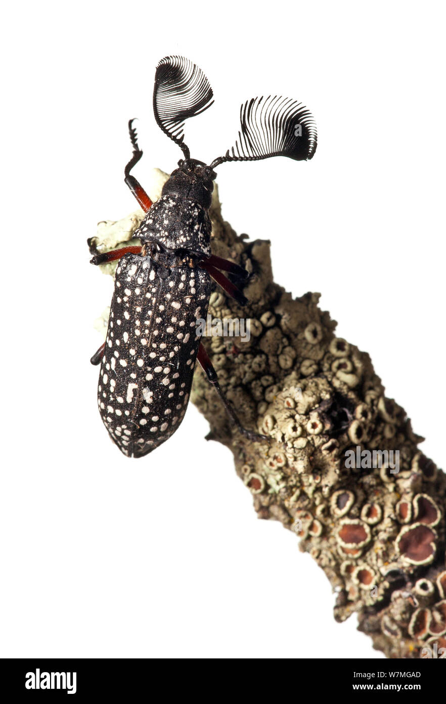 Feather longicorne asiatique (Rhipicera femorata) gamme noir, près de Stawell, dans l'ouest de Victoria, Australie. Février. meetyourneighbors.net project Banque D'Images