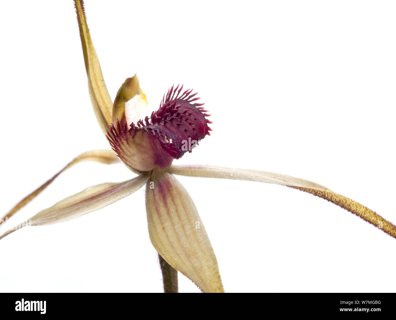 Orchidée araignée (Caladenia fauve fulva) floraison sur les ironbarks profonde, plomb, Victoria, Australie, septembre. meetyourneighbors.net project Banque D'Images