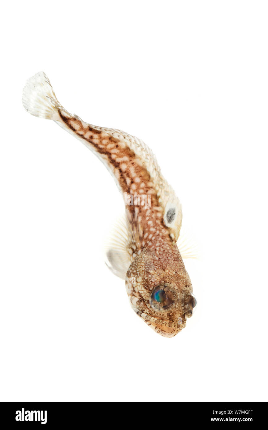 Méné bleu jawfish (Opistognathus robinsi) Parc national de Biscayne, Floride, États-Unis, janvier. meetyourneighbors.net project Banque D'Images