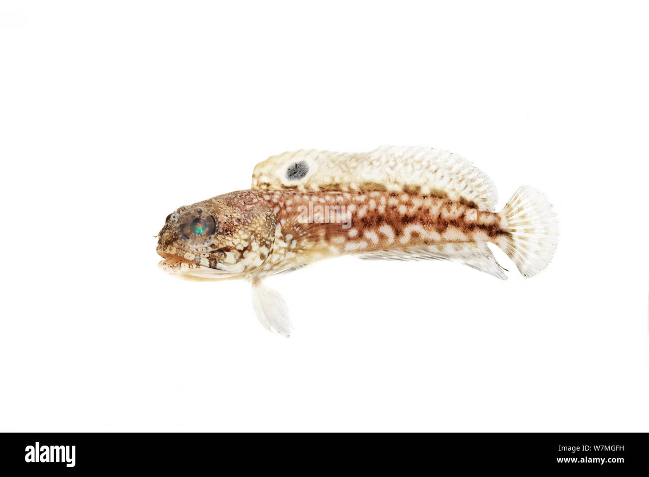 Méné bleu jawfish (Opistognathus robinsi) Parc national de Biscayne, Floride, États-Unis, janvier. meetyourneighbors.net project Banque D'Images
