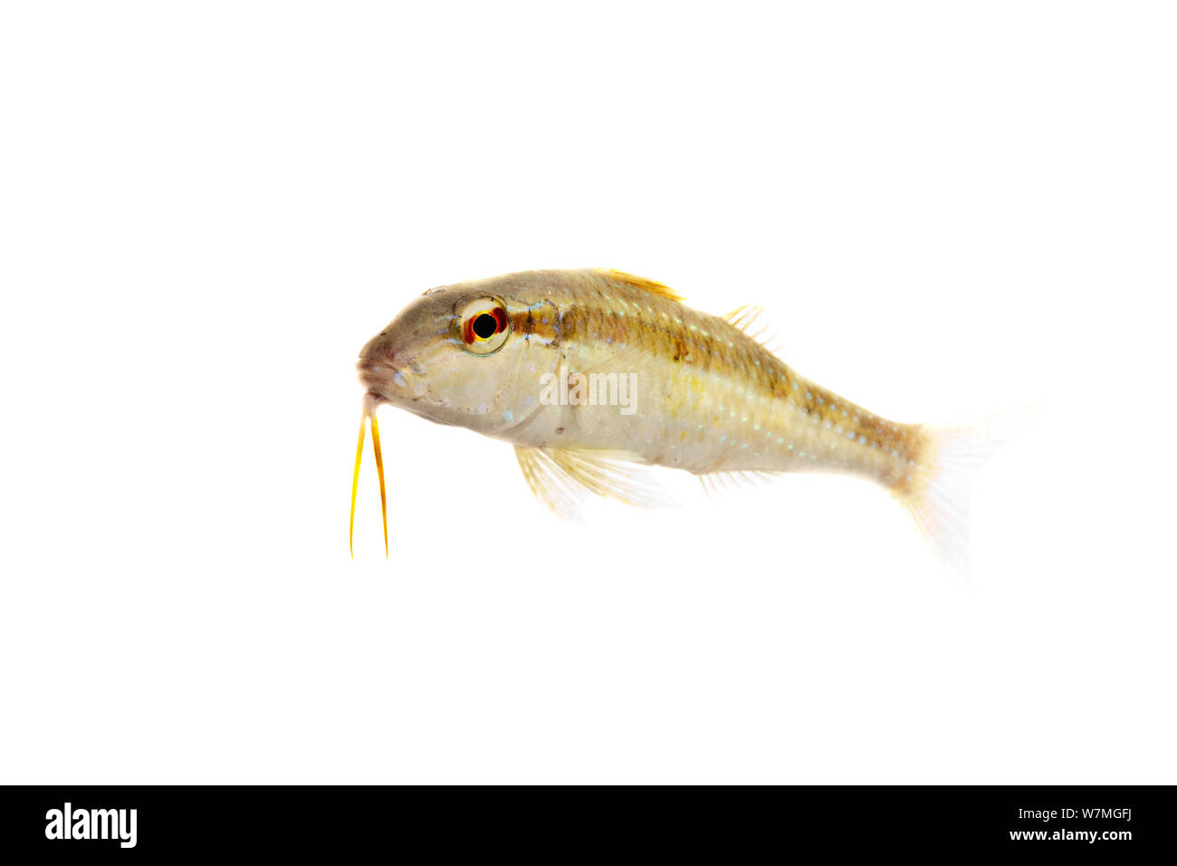Spotted goatfish (Pseudupeneus maculatus) Parc national de Biscayne, Floride, États-Unis, janvier. meetyourneighbors.net project Banque D'Images