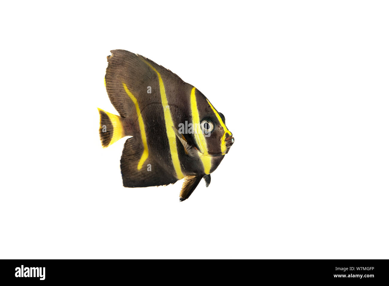 Angelfish Pomacanthus arcuatus (gris) Parc national de Biscayne, Floride, États-Unis, janvier. meetyourneighbors.net project Banque D'Images