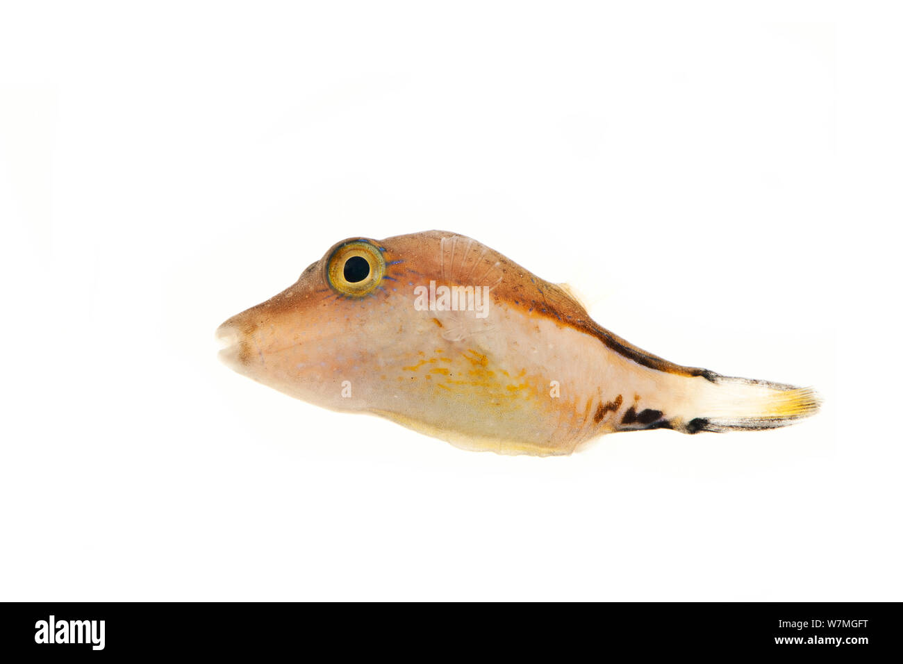 Aiguillat poisson globe (Canthigaster rostrata) juvenile, parc national de Biscayne, Floride, États-Unis, janvier. meetyourneighbors.net project Banque D'Images