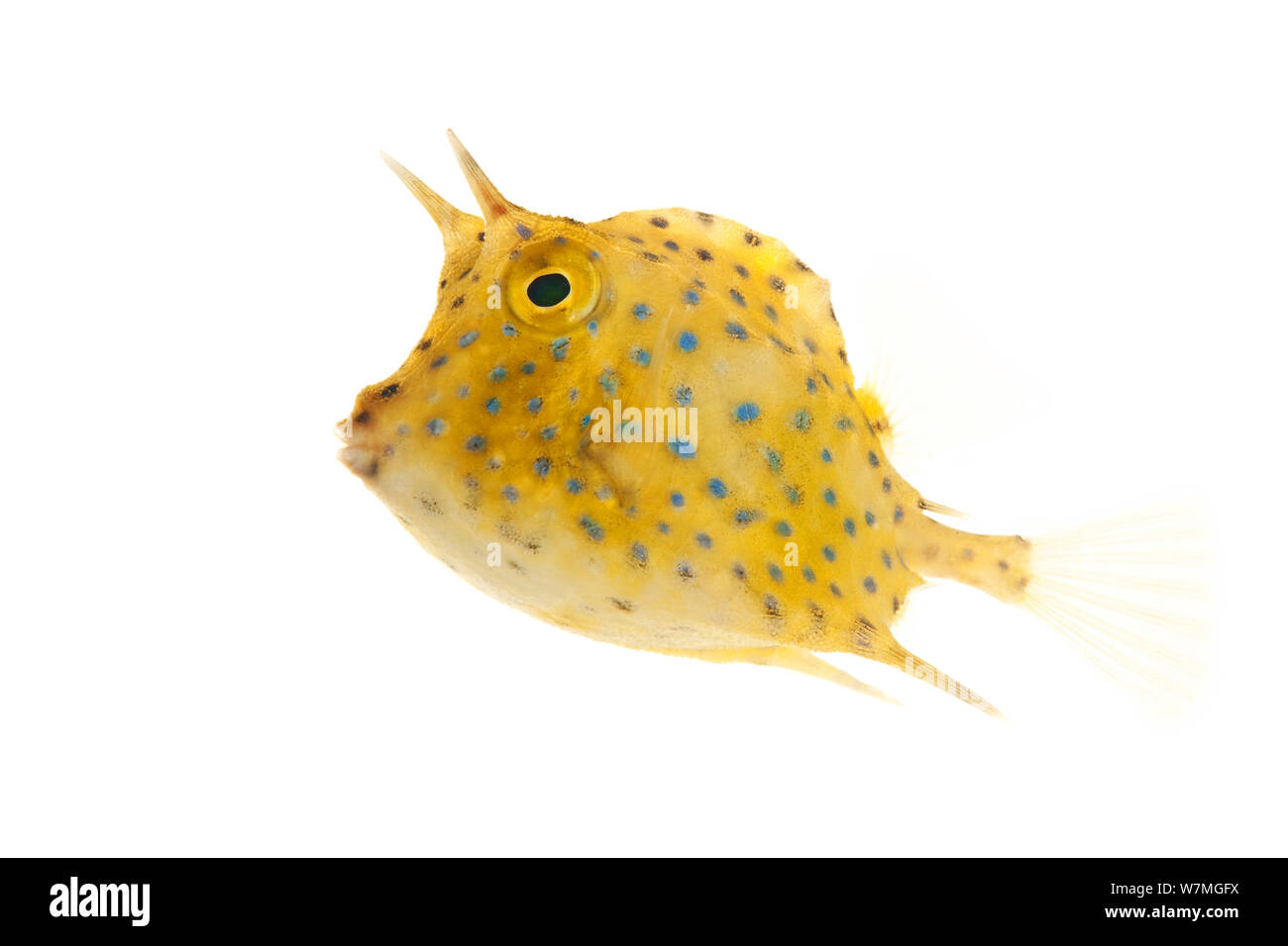 Griffonné Cowfish quadricornis Acanthostracion (juvénile), Parc national de Biscayne, Floride, États-Unis, janvier . meetyourneighbors.net project Banque D'Images