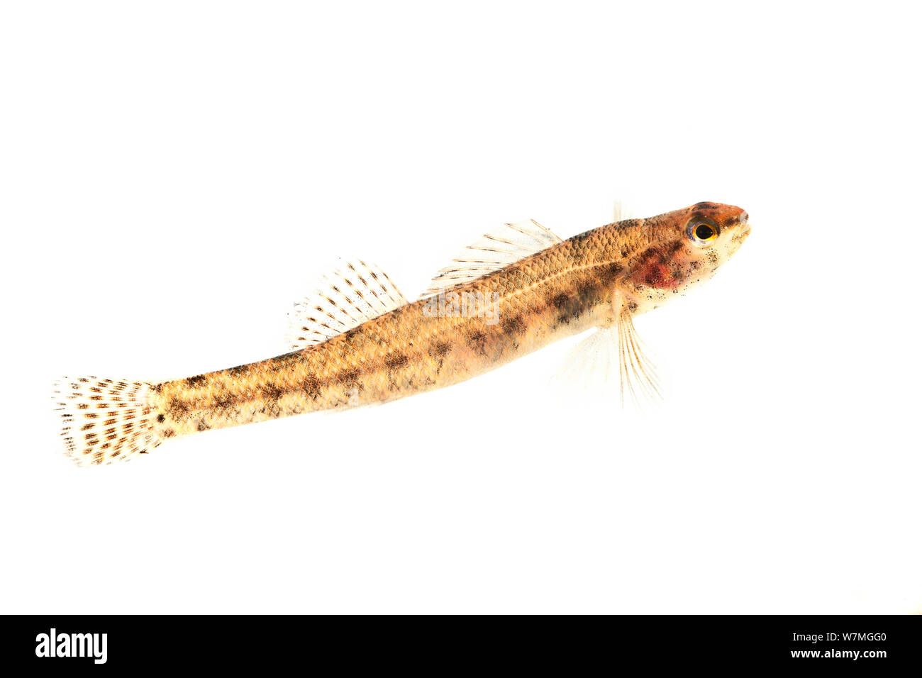 Swamp vert (Etheostoma fusiforme), de gestion de la faune piscivore Creek, Florida, USA, janvier. meetyourneighbors.net project Banque D'Images