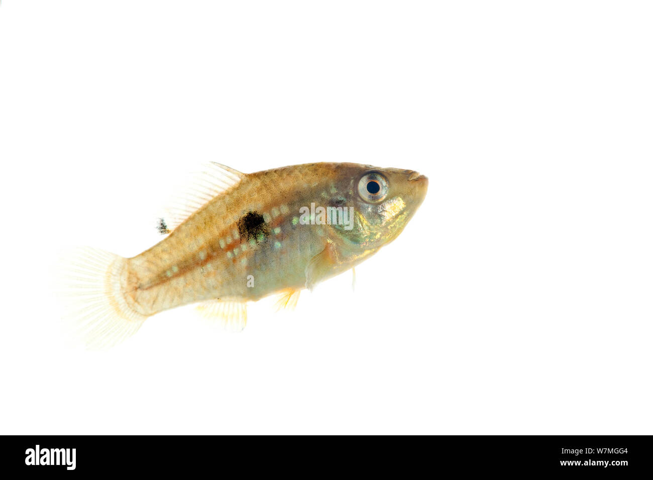 D'un poisson tropical américain (Jordanella floridae) Le Parc National des Everglades, en Floride, USA, février. meetyourneighbors.net project Banque D'Images