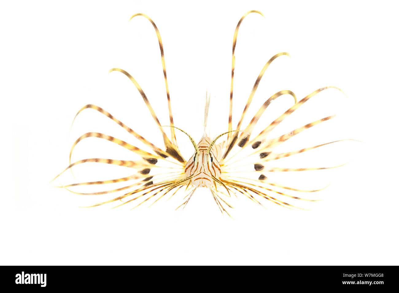 Rascasse volante (Pterois volitans) affichage, parc national de Biscayne, Floride, USA, avril . meetyourneighbors.net project Banque D'Images