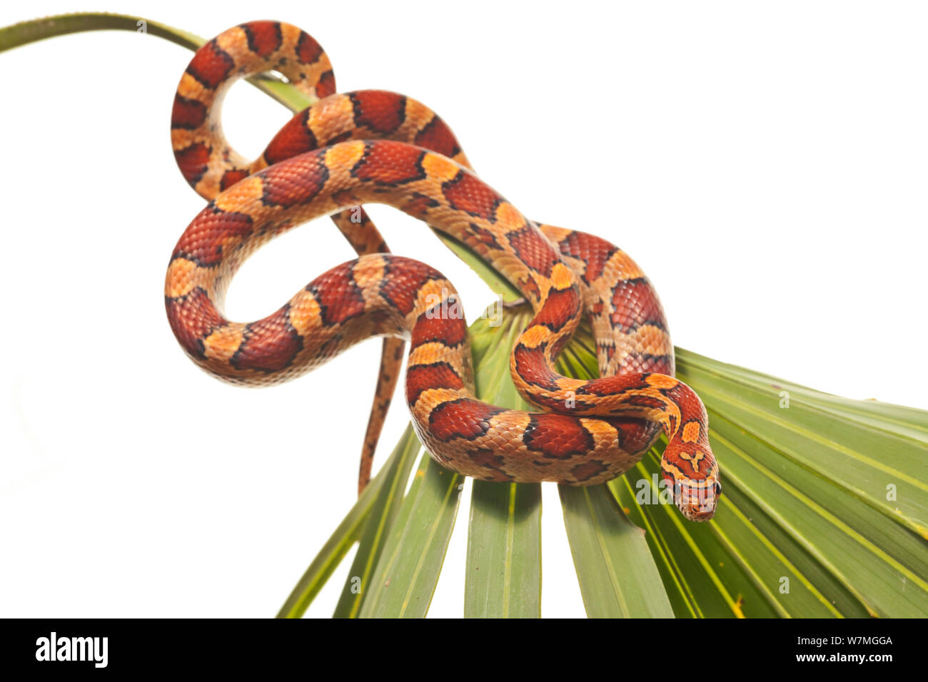 Red Rat snake / Maïs serpent Elaphe (Pantherophis guttatus guttatus) / enroulé sur palmetto, Parc National des Everglades, en Floride, USA, avril. meetyourneighbors.net project Banque D'Images