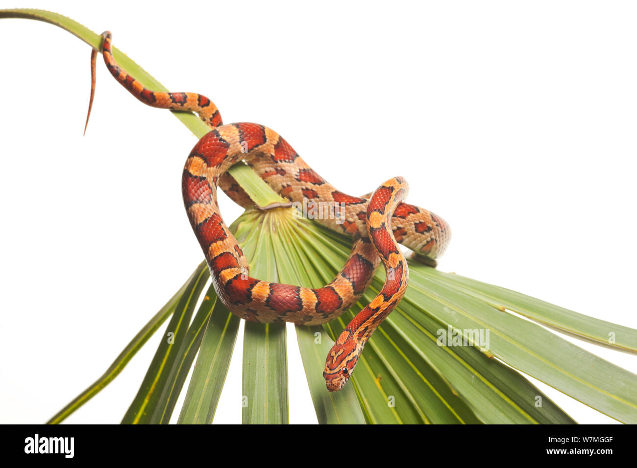 Red Rat snake / Maïs serpent Elaphe (Pantherophis guttatus guttatus) / enroulé sur palmetto, Parc National des Everglades, en Floride, USA, avril. meetyourneighbors.net project Banque D'Images