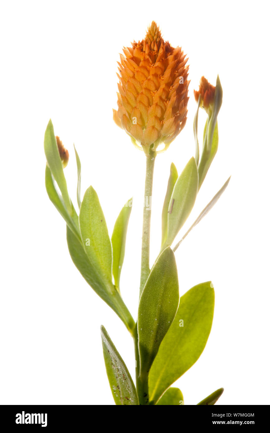 Polygale amer orange (Polygala lutea) Alachua Comté, en Floride, USA, avril. meetyourneighbors.net project Banque D'Images