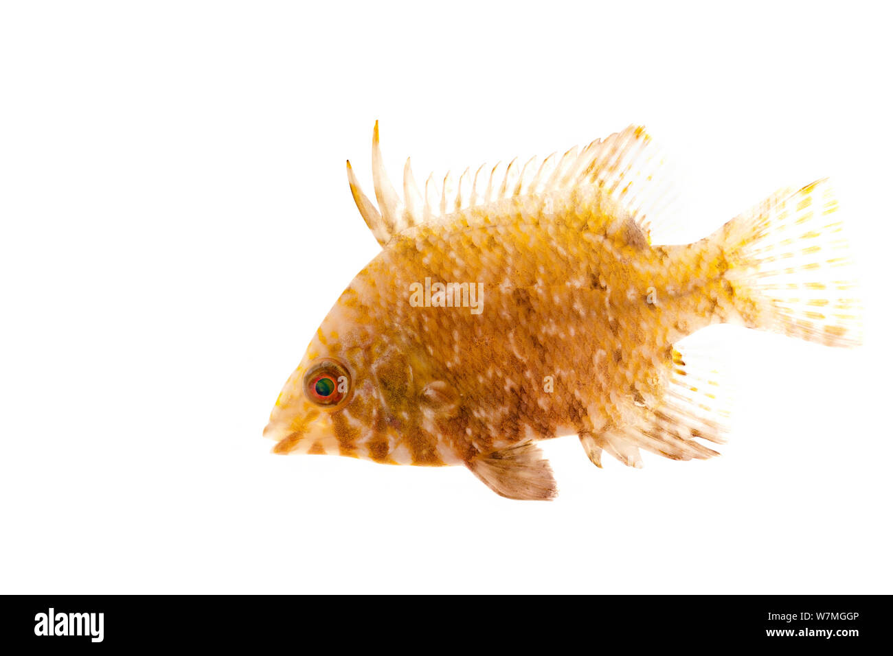 Poisson porc (Lachnolaimus maximus) juvenile, parc national de Biscayne, Floride, USA, avril. meetyourneighbors.net project Banque D'Images