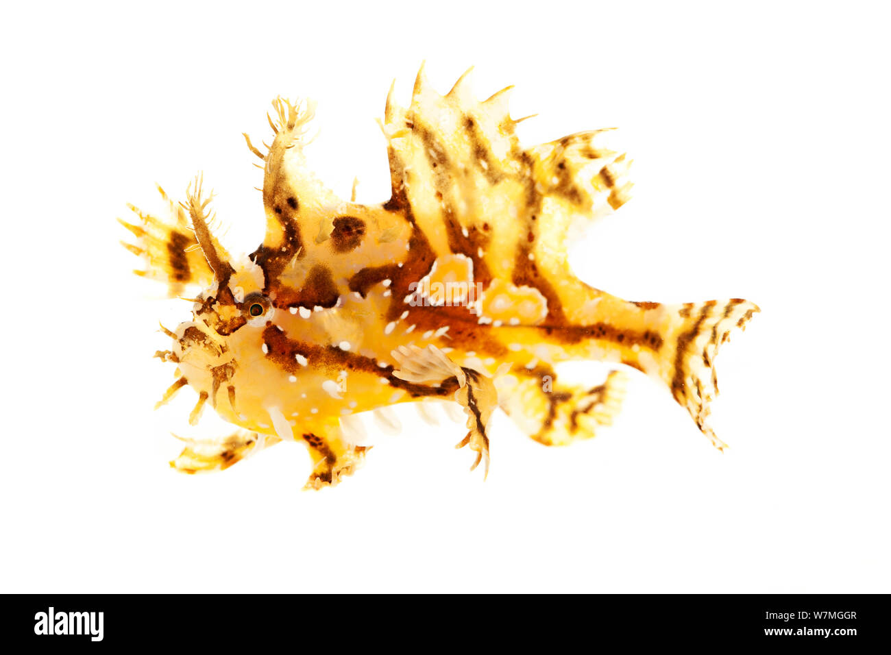 Sargassum Baudroie / poissons grenouille (Histrio histrio) Parc national de Biscayne, Floride, USA, mai. meetyourneighbors.net project Banque D'Images