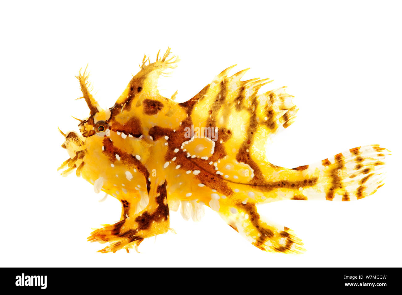 Sargassum Baudroie / poissons grenouille (Histrio histrio) Parc national de Biscayne, Floride, USA, mai. meetyourneighbors.net project Banque D'Images