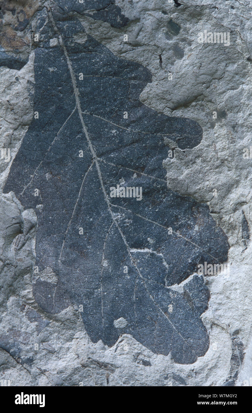 Les feuilles de chêne (Quercus) pseudocasta du Crétacé d'angiospermes Banque D'Images