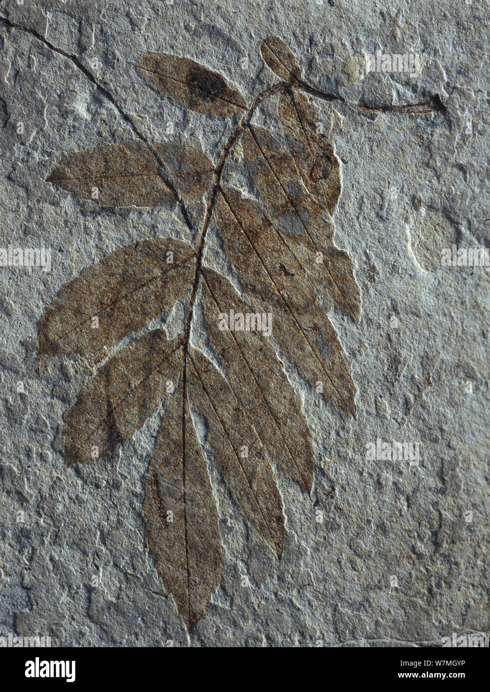 Combustibles de feuilles de plantes préhistoriques Hickory (Carya sp) Castellon, Espagne Banque D'Images