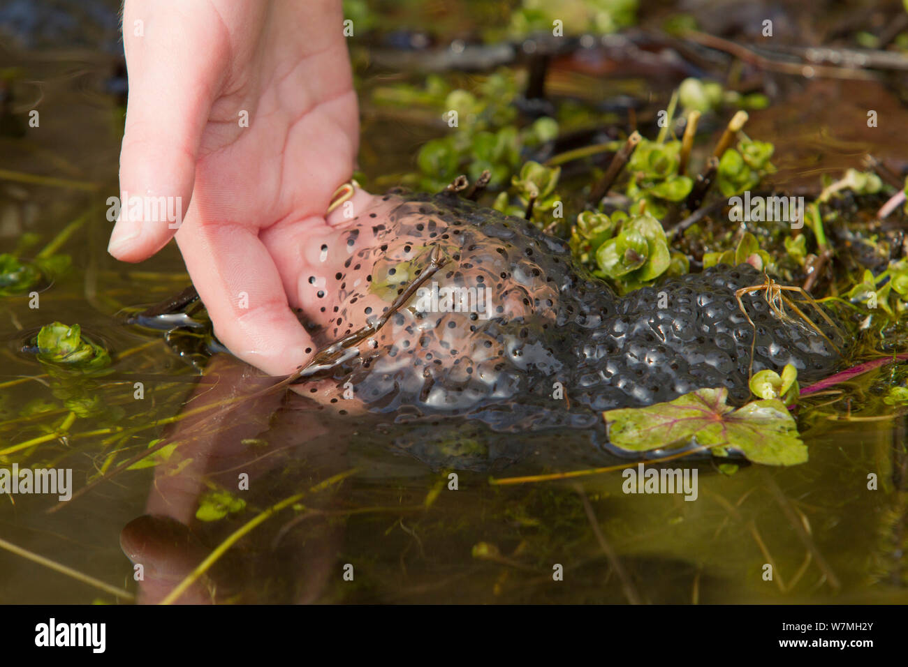 Main tenant frayer de grenouille rousse (Rana temporaria) en étang de jardin, Warwickshire, Angleterre, Royaume-Uni, mars. Parution du modèle. Années 2020 Livre VISION Plaque. Banque D'Images