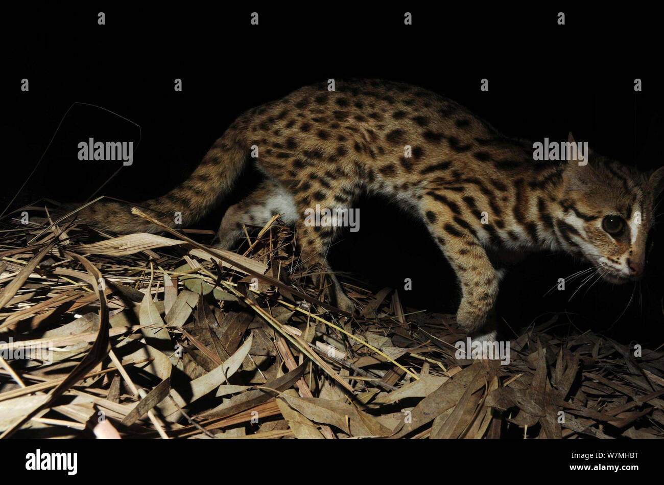 Chat-léopard (Prionailurus bengalensis) capturés la nuit par caméra piège, Nonggang National Nature Reserve, dans la province de Guangxi, Chine. Banque D'Images
