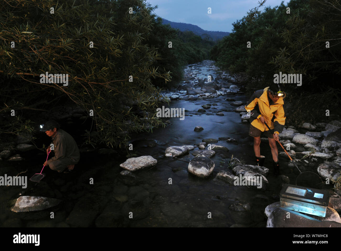 Les scientifiques qui font des recherches sur les populations de poissons d'eau douce tropicale, Yinggeling National Nature Reserve, l'île de Hainan, Chine, janvier 2007. Banque D'Images