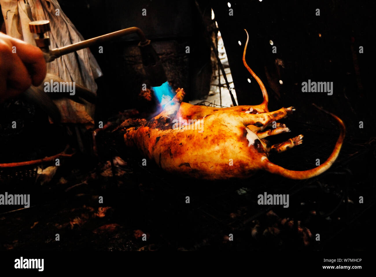 Les gens l'épilation des corps morts de chat-léopard (Prionailurus bengalensis) sur le marché local, de la Chine, décembre 2008. Banque D'Images