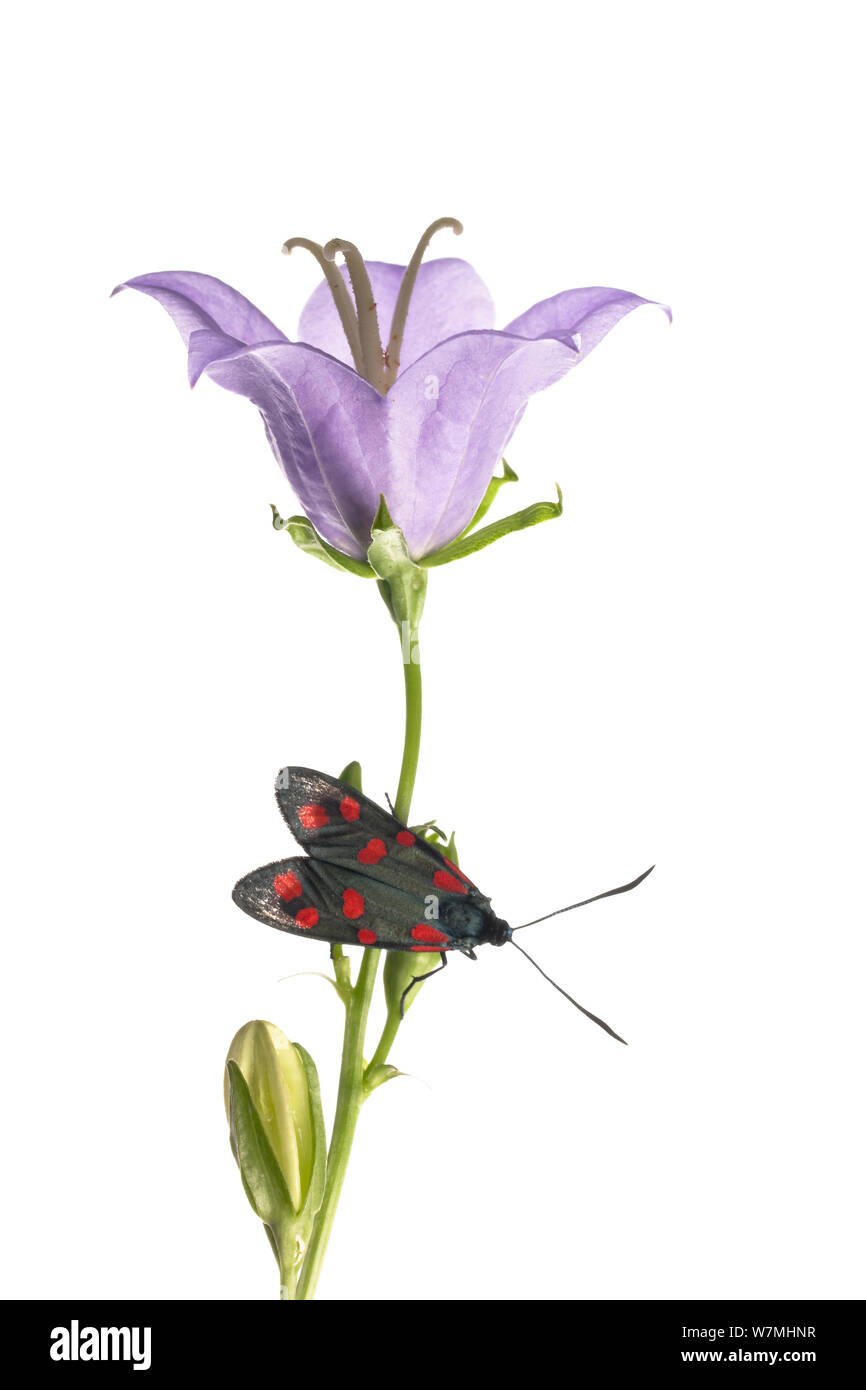 Six-spot burnet moth (Zygaena filipendulae) sur la pêche-leaved bellflower (Campanula persicifolia) woodland, Savoie, France, juin. meetyourneighbors.net project Banque D'Images