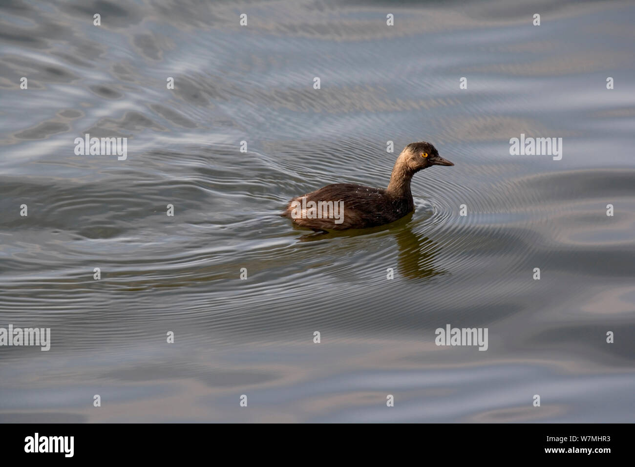 Hibou / Black-necked Grebe (Podiceps nigricollis) sur l'eau. Catemaco lagoon, l'est du Mexique, août. Banque D'Images