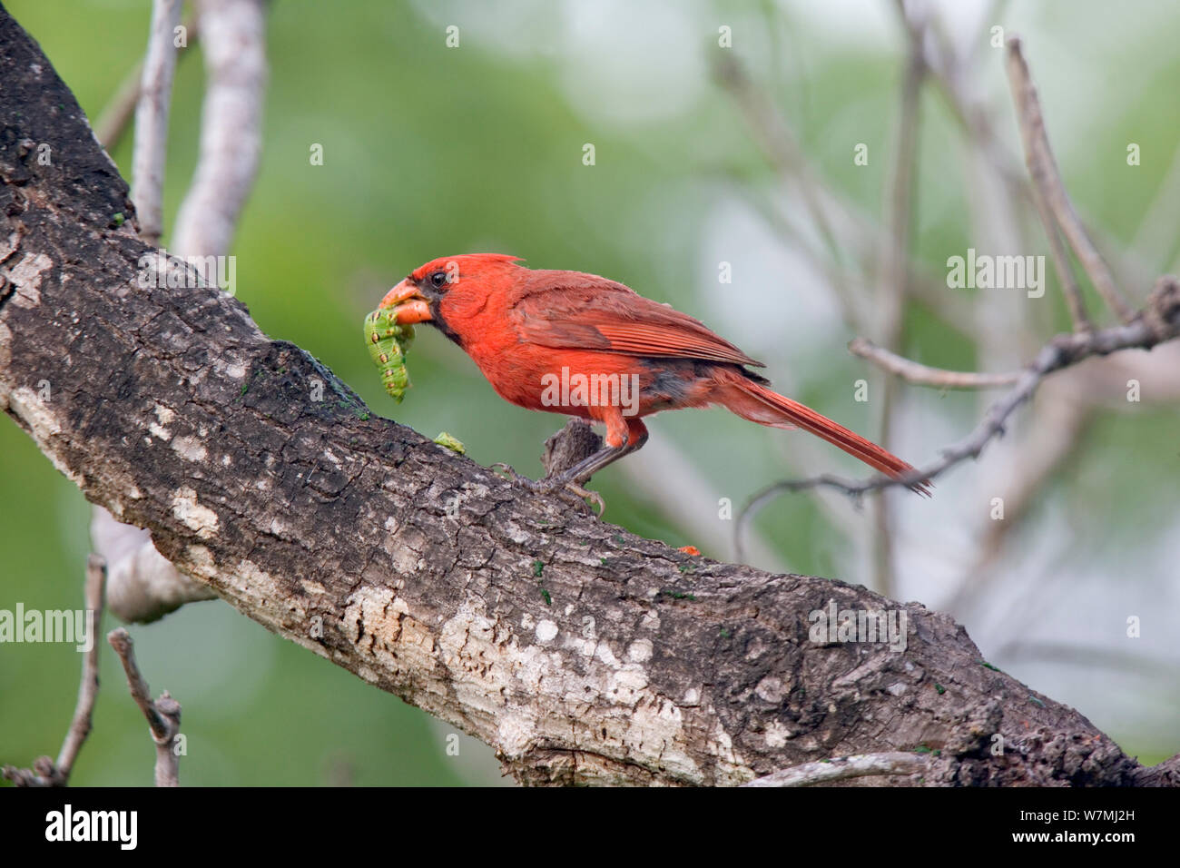 Cardinal rouge (Cardinalis cardinalis) avec les proies. L'île de Maria Madre, Islas Marias de la biosphère, la Mer de Cortez (golfe de Californie), au Mexique, en septembre. Banque D'Images