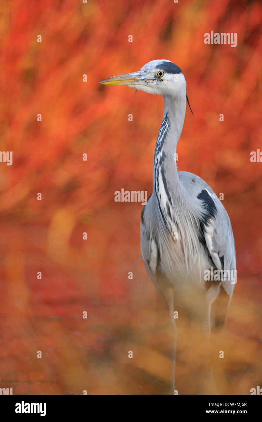 Héron cendré (Ardea cinerea) portrait dans la lumière du soir. Glasgow, Ecosse, novembre. Banque D'Images