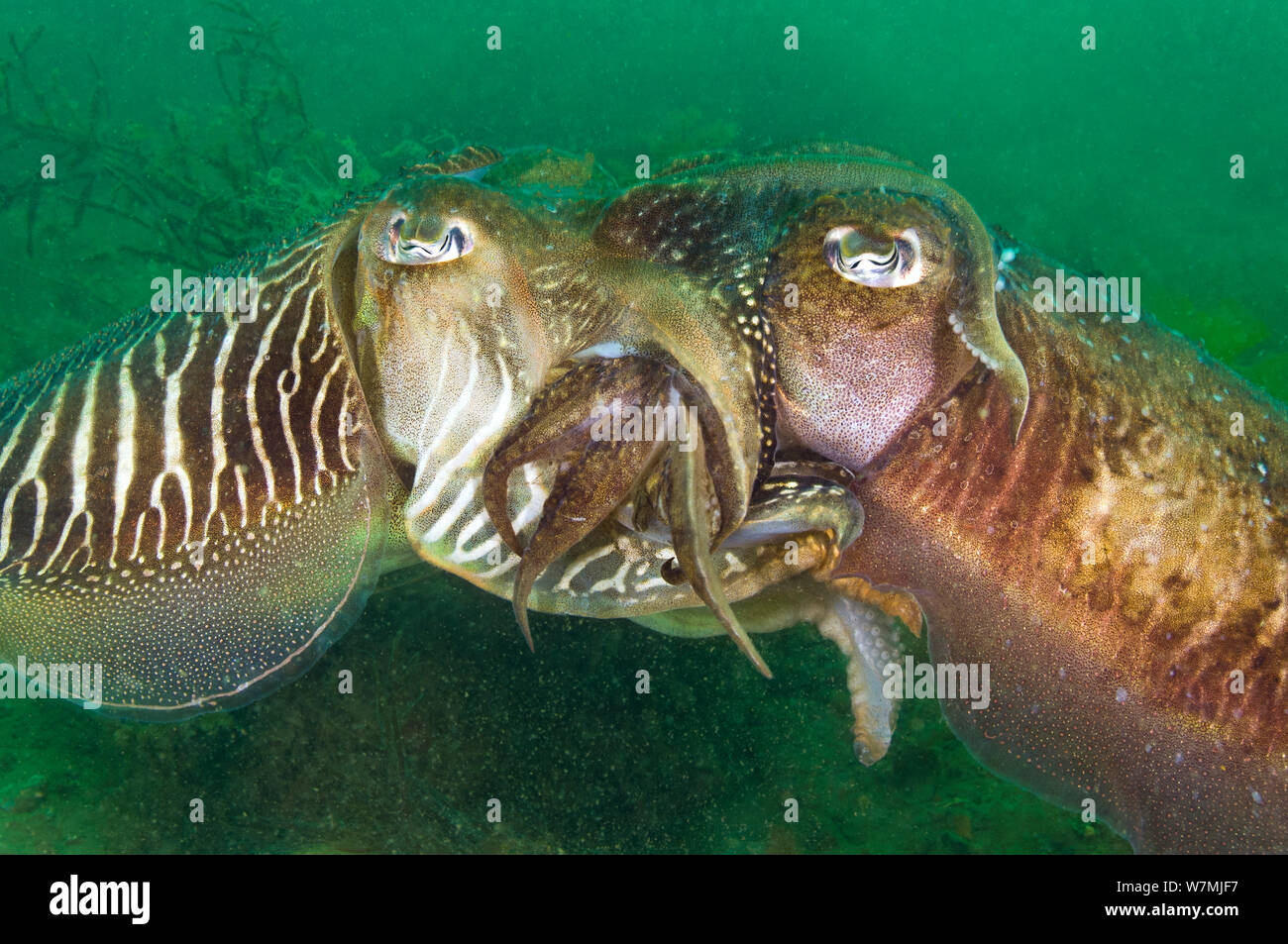 La seiche commune (Sepia officinalis), paire d'accouplement mâle (à gauche) le transfert de sperme à femelle (à droite) en enroulant ses bras autour de son visage et du dépôt d'un sac de son sperme dans sa spermathèque, une pochette sous sa bouche. Baie de Babbacombe, Devon, Angleterre, Royaume-Uni, Manche, Juillet Banque D'Images
