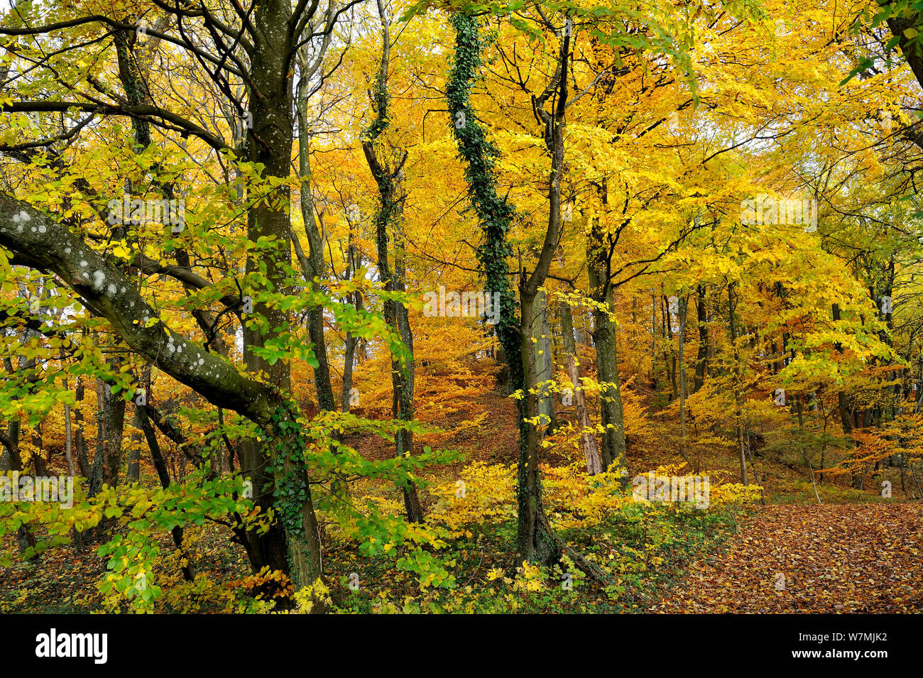 Forêt en automne coloré, Lorraine, France, novembre 2010. Banque D'Images