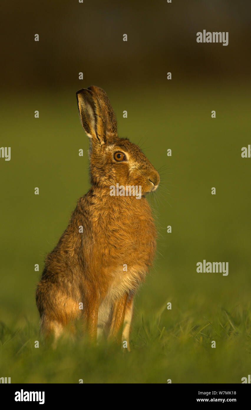 Lièvre brun (Lepus europaeus) portrait. Le Derbyshire, Royaume-Uni, mars. Banque D'Images