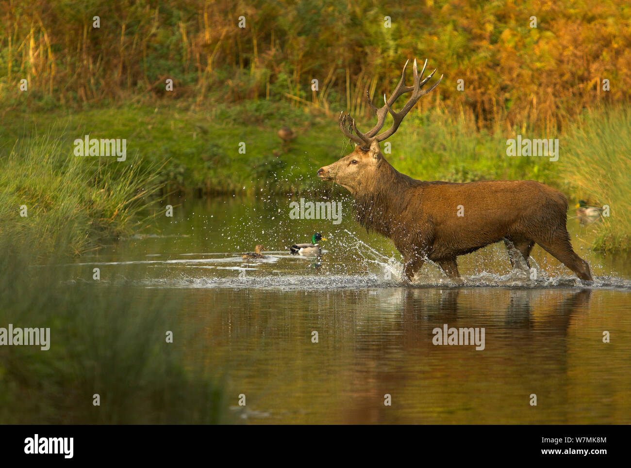 Red Deer (Cervus elaphus) stag traversant une rivière. Bradgate Park, Leicestershire, UK, octobre. Banque D'Images