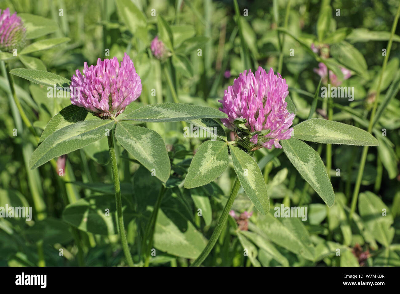 Détail de la tête de fleurs et de feuilles de trèfle rouge dans la floraison, printemps Banque D'Images