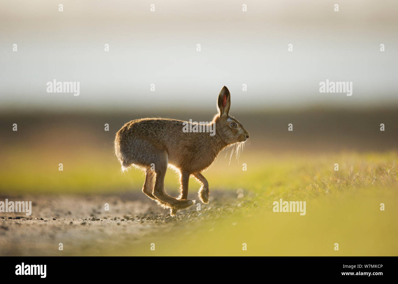 European brown hare (Lepus europaeus) mâle adulte, d'exécution, la poursuite d'une femme, Elmley Marais, Kent, Royaume-Uni, février Banque D'Images