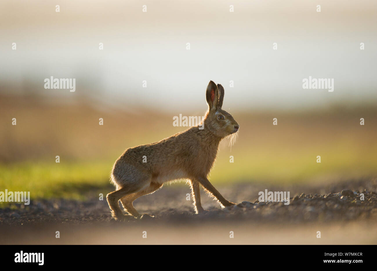 European brown hare (Lepus europaeus) mâle adulte, prend une pause à partir de la poursuite d'une femme, Elmley Marais, Kent, Royaume-Uni, février Banque D'Images