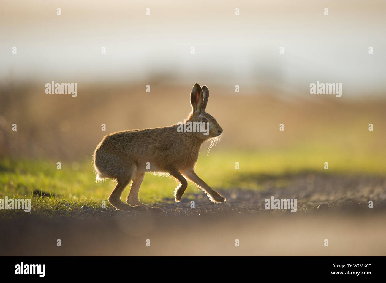 European brown hare (Lepus europaeus) mâle adulte, d'exécution, la poursuite d'une femme, Elmley Marais, Kent, Royaume-Uni, février Banque D'Images