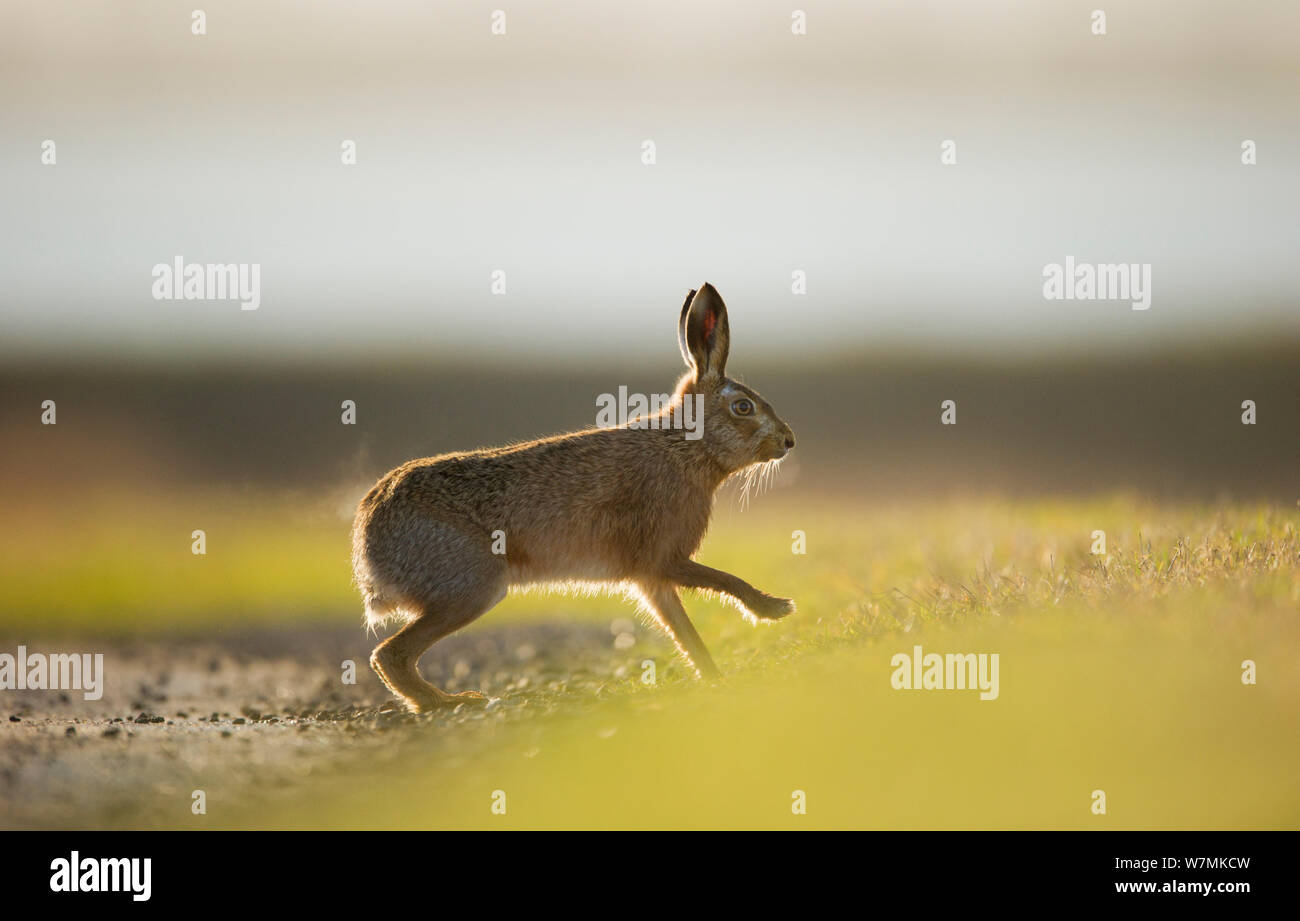 European brown hare (Lepus europaeus) mâle adulte, d'exécution, la poursuite d'une femme, Elmley Marais, Kent, Royaume-Uni, février Banque D'Images