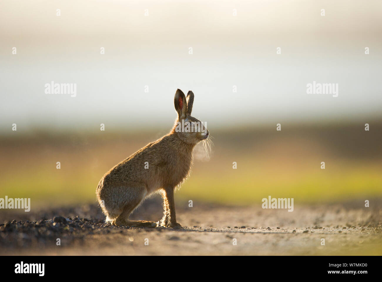 European brown hare (Lepus europaeus) mâle adulte, prend une pause à partir de la poursuite d'une femme, Elmley Marais, Kent, Royaume-Uni, février Banque D'Images