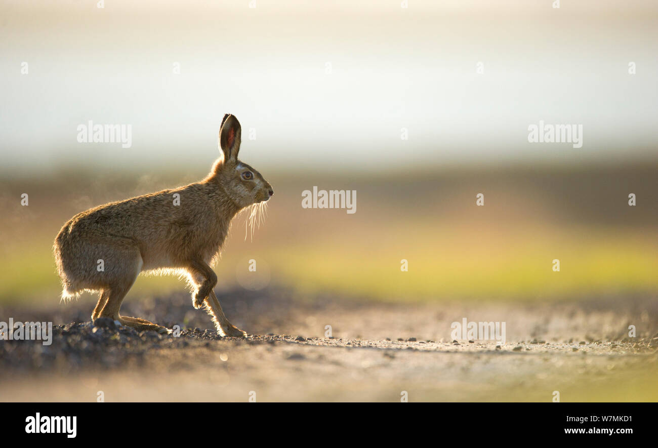 European brown hare (Lepus europaeus) mâle adulte, prend une pause à partir de la poursuite d'une femme, Elmley Marais, Kent, Royaume-Uni, février Banque D'Images