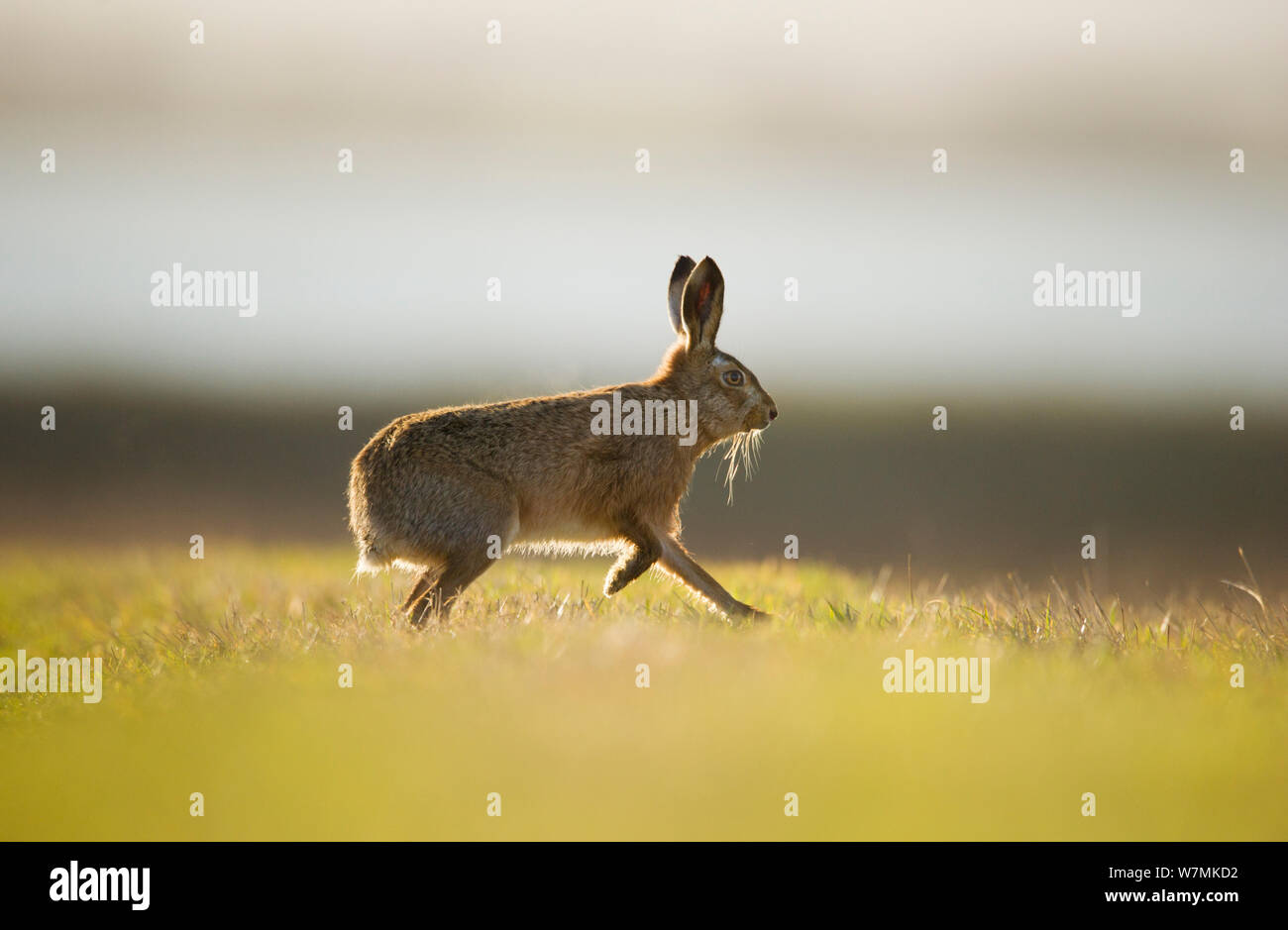 European brown hare (Lepus europaeus) mâle adulte, d'exécution, la poursuite d'une femme, Elmley Marais, Kent, Royaume-Uni, février Banque D'Images