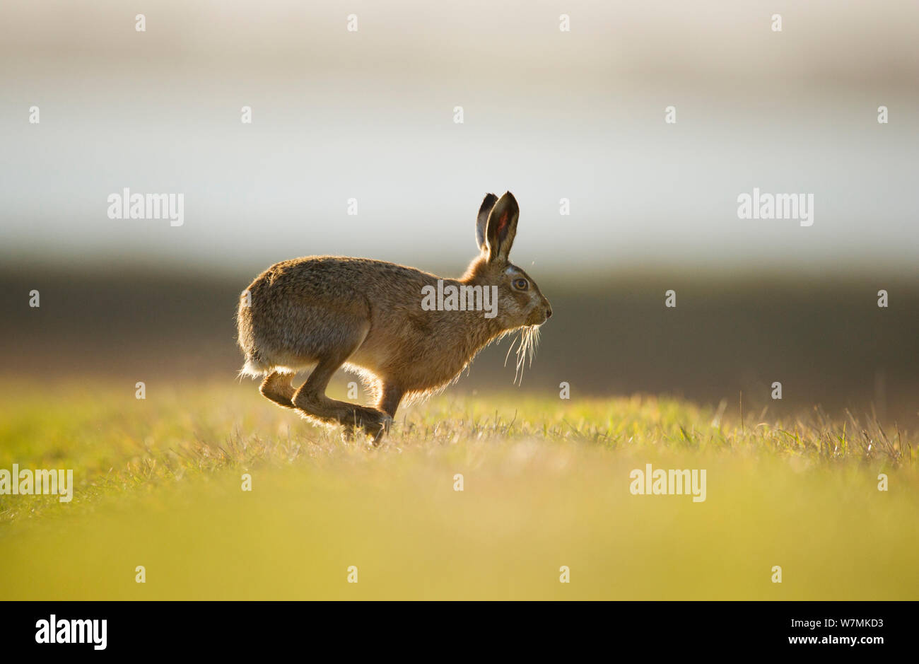 European brown hare (Lepus europaeus) mâle adulte, d'exécution, la poursuite d'une femme, Elmley Marais, Kent, Royaume-Uni, février Banque D'Images