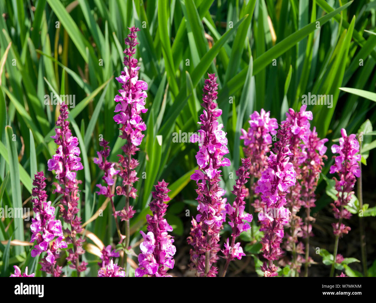 Salvia nemorosa 'Rose' Marvel Banque D'Images