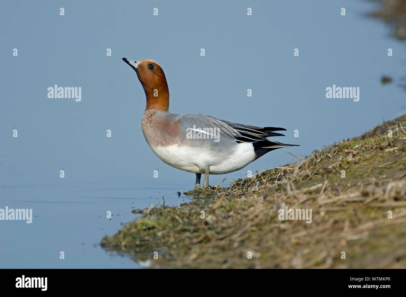 Canard siffleur (Anas penelope) drake standing by water. Cambridgeshire Fens, en Angleterre, Mars. Banque D'Images