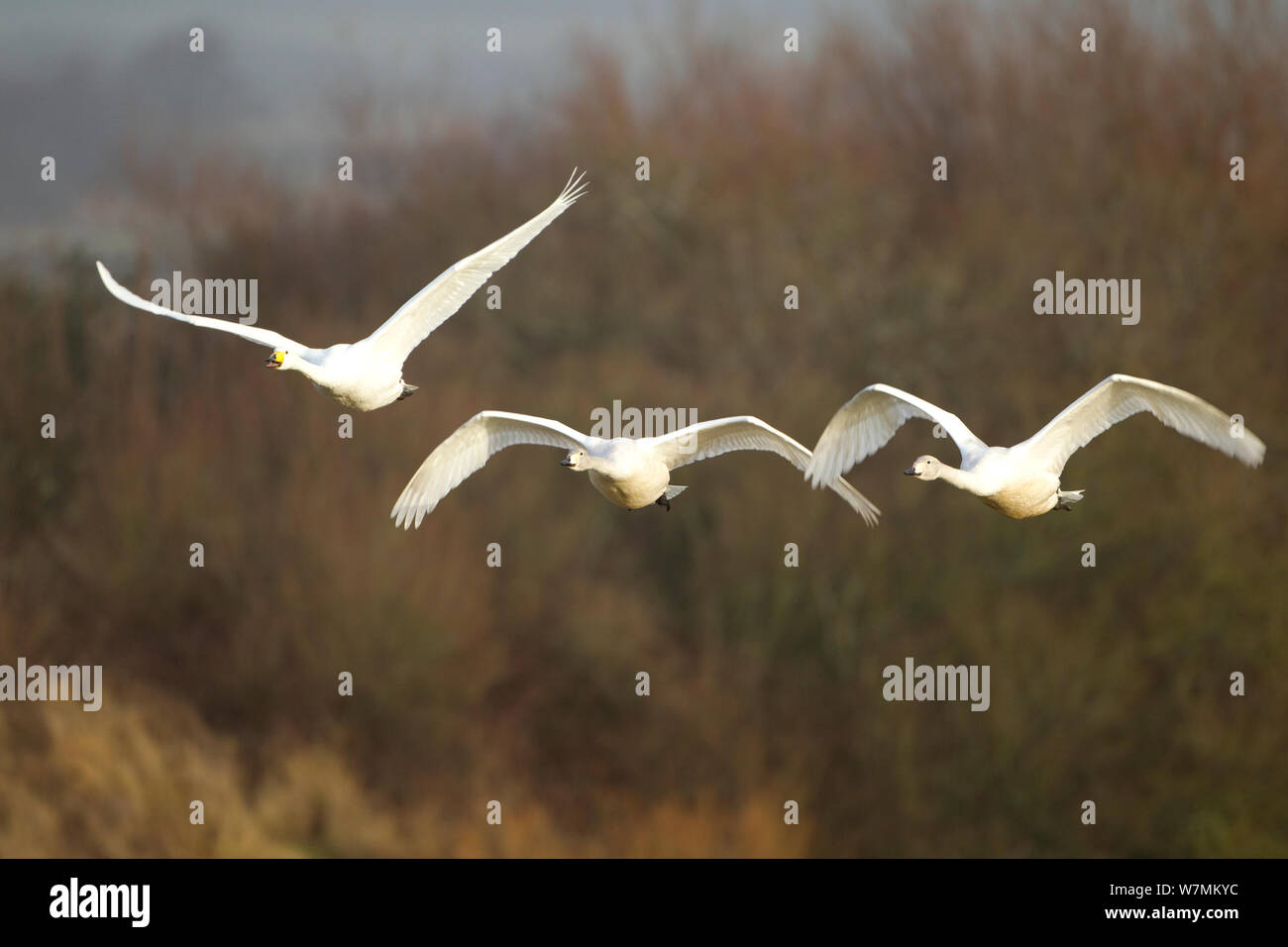 Cygne chanteur (Cygnus cygnus) en vol, le WWT, Ecosse, Caerlaverock Solway, UK, janvier. Banque D'Images