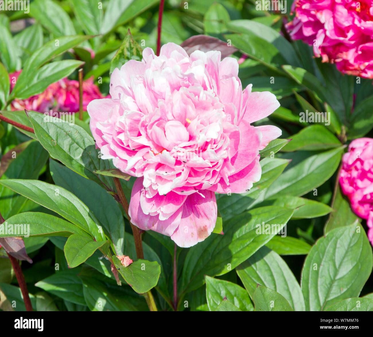 Paeonia lactiflora 'Barbara' Banque D'Images