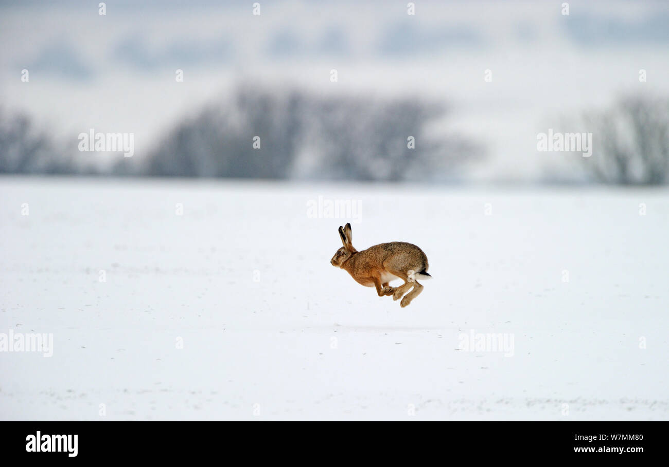 Lièvre d'Europe (Lepus europaeus) tournant sur la neige couverts champ arable, Norfolk, Angleterre, Royaume-Uni, février Banque D'Images