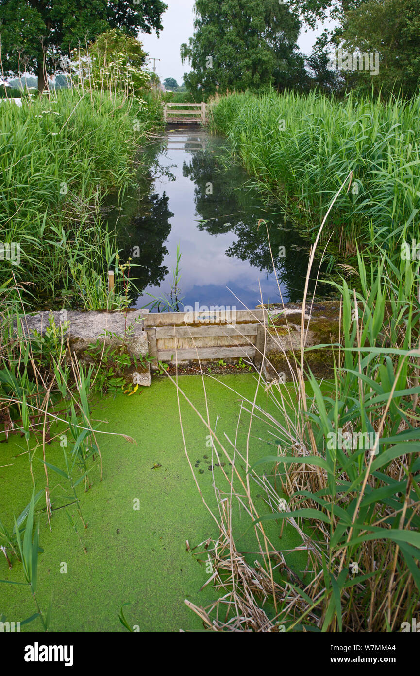 Digue le long conduit à Woodwalton Fen, Cambridgeshire Fens, Royaume-Uni, juin 2011 Banque D'Images