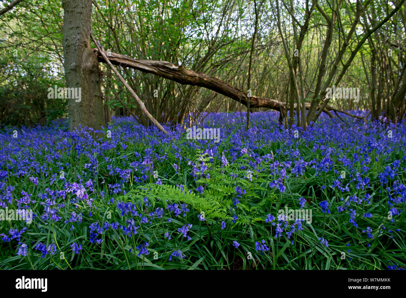 Bluebells (Hyacinthoides non-scripta) dans les bois. Rutland Water, avril. Banque D'Images