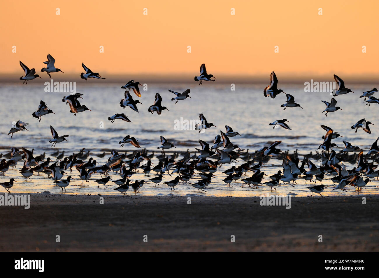 Les huîtriers (Haematopus ostralegus) se percher sur les estrans. La réserve RSPB Snettisham, Norfolk, en janvier. Banque D'Images