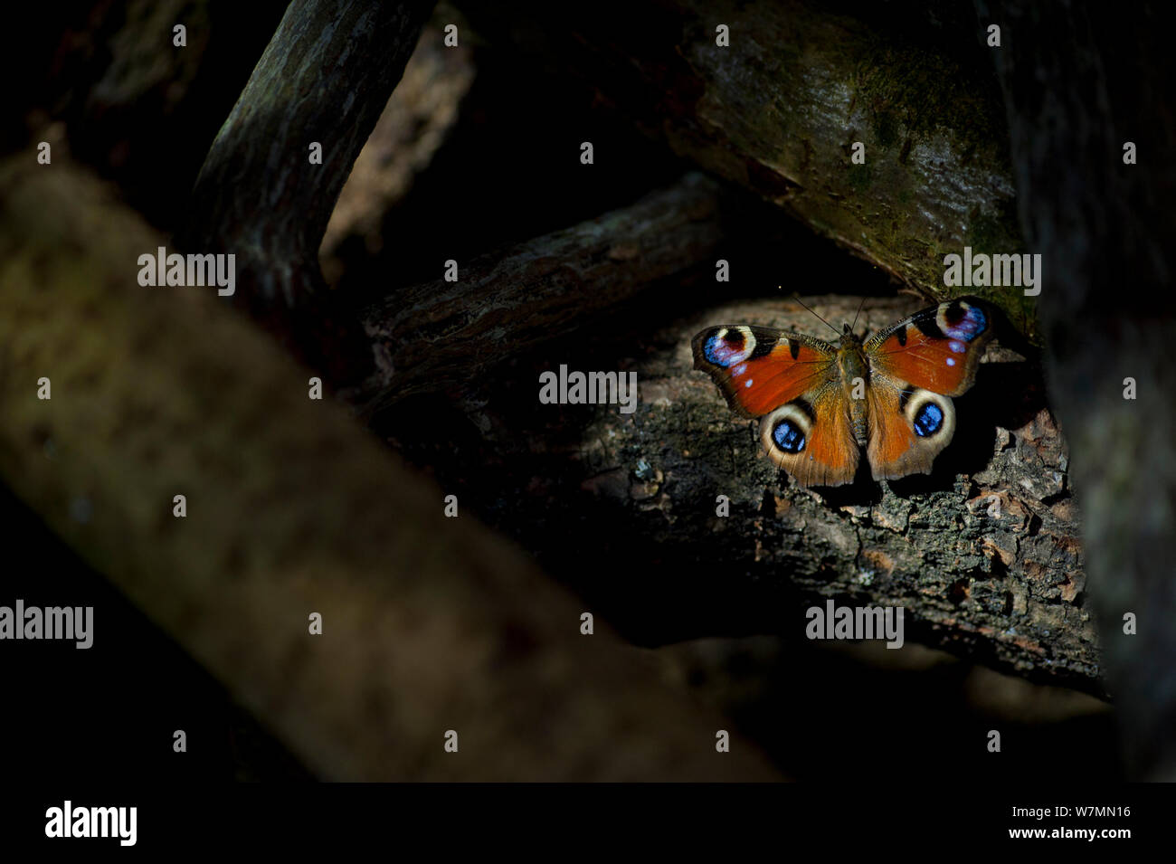 Peacock Butterfly (Inachis io) hibernant dans log pile. Ailes ouvertes à afficher l'avertissement eye pattern sur l'aile à l'endroit. Studio. Bristol, Royaume-Uni, mars. Banque D'Images